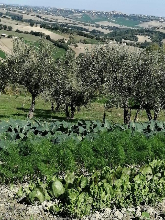 Casale San Martino Agriturismo Bio Sant'Angelo in Pontano Eksteriør billede