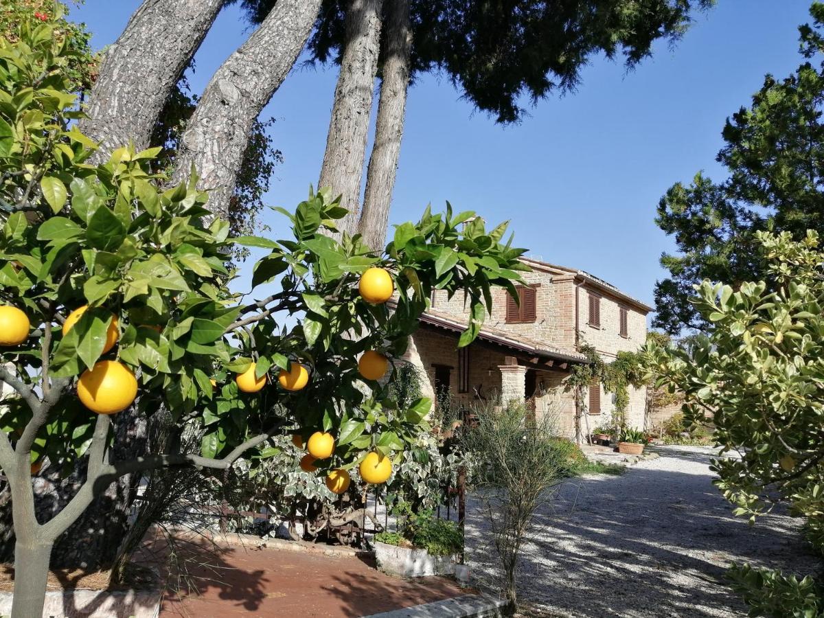Casale San Martino Agriturismo Bio Sant'Angelo in Pontano Eksteriør billede